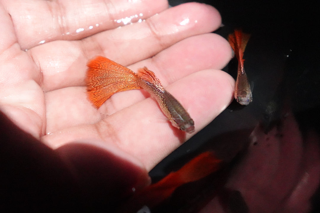 Red Lace Guppy Fish
