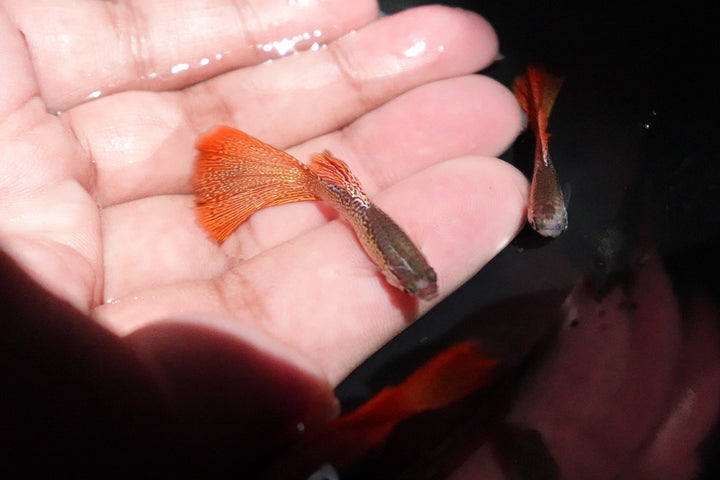 Red Lace Guppy Fish