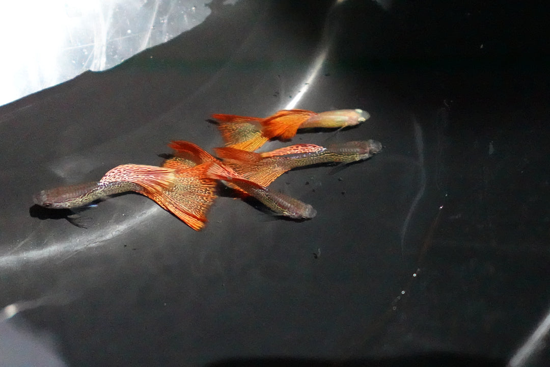 Red Lace Guppy Fish