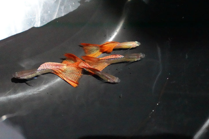 Red Lace Guppy Fish