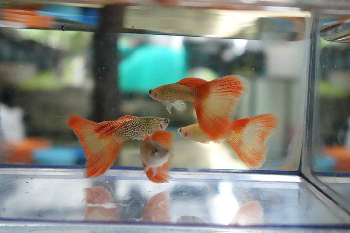 Red Lace Guppy Fish
