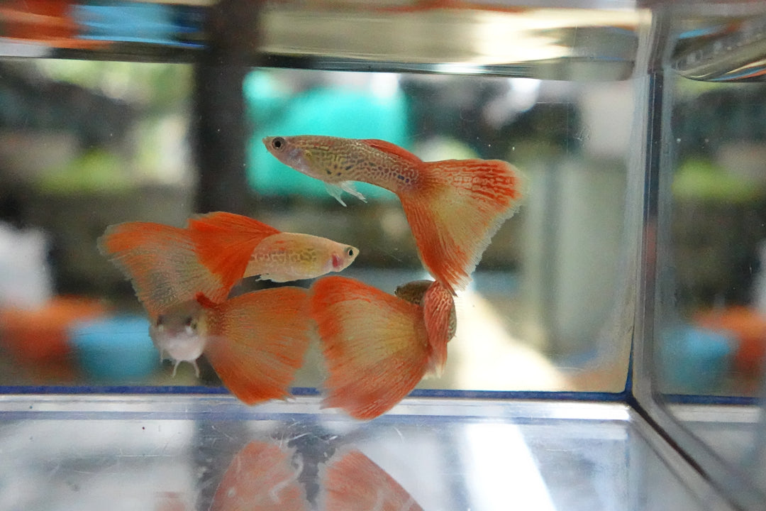 Red Lace Guppy Fish