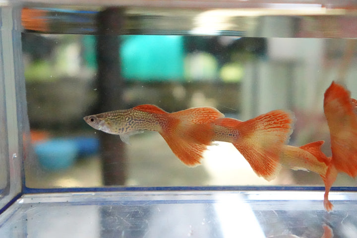 Red Lace Guppy Fish