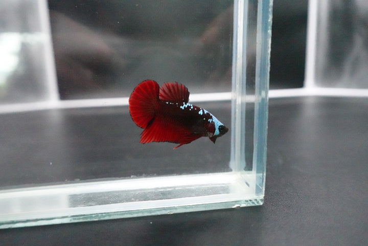 Rare Red Samurai Betta Fish
