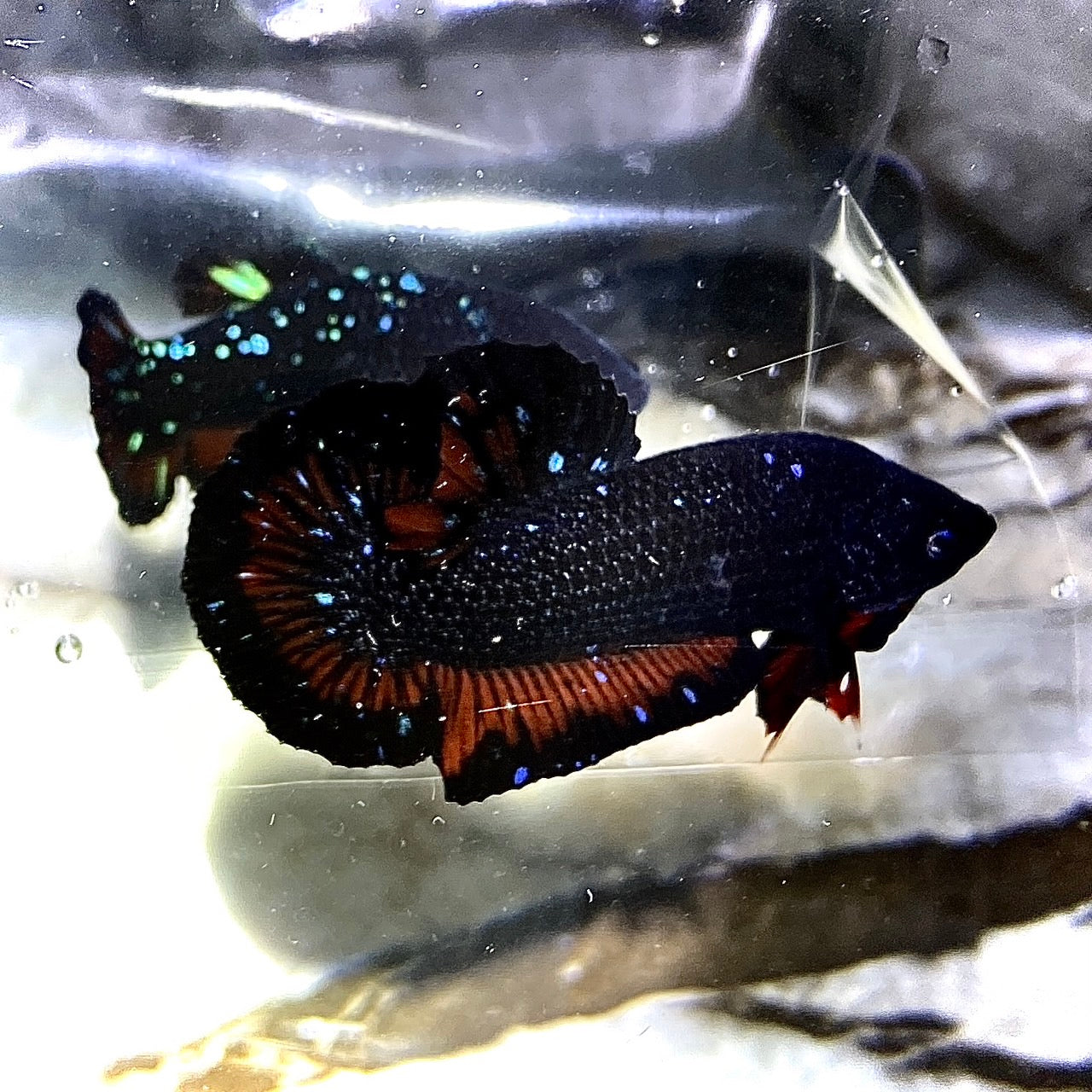Rare Couple Black Star Betta Fish