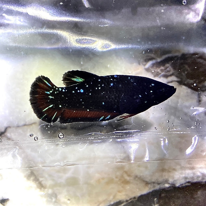 Rare Couple Black Star Betta Fish