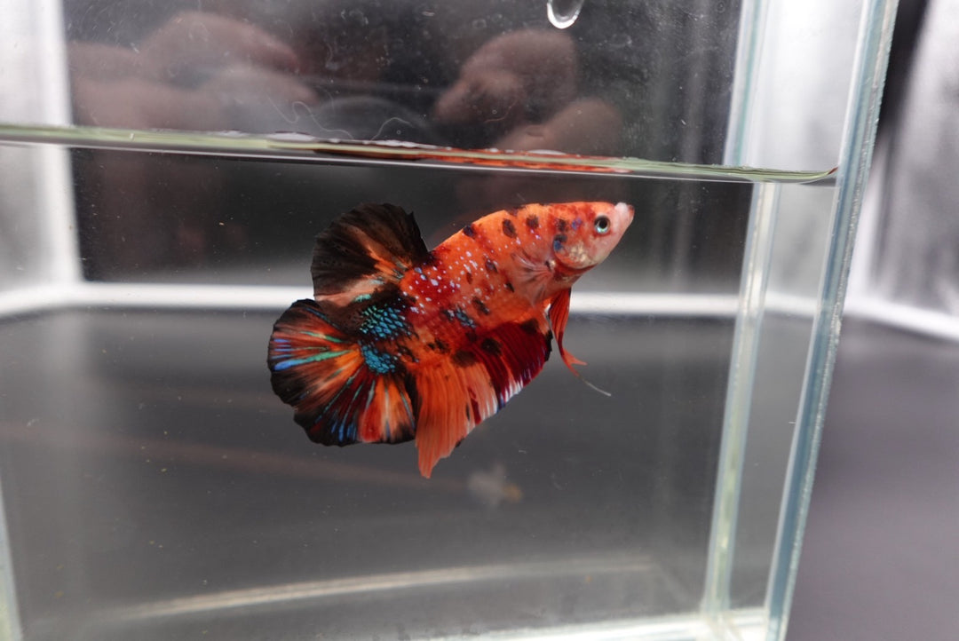 Rare Giant Multicolors Betta Fish