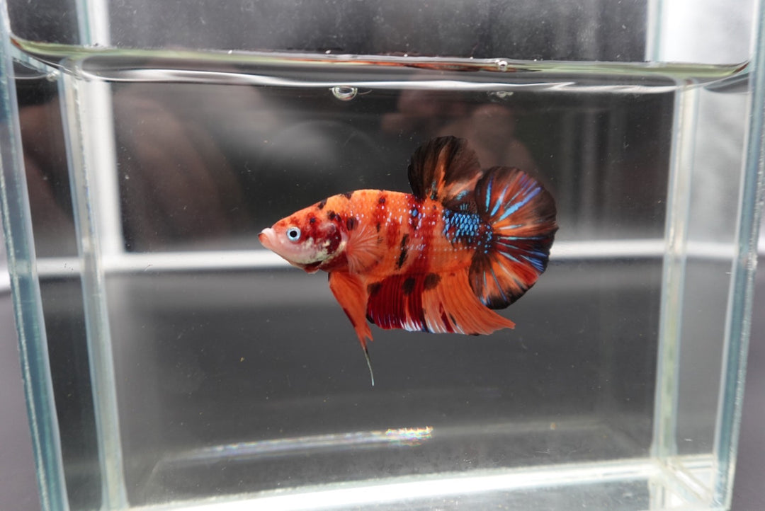 Rare Giant Multicolors Betta Fish