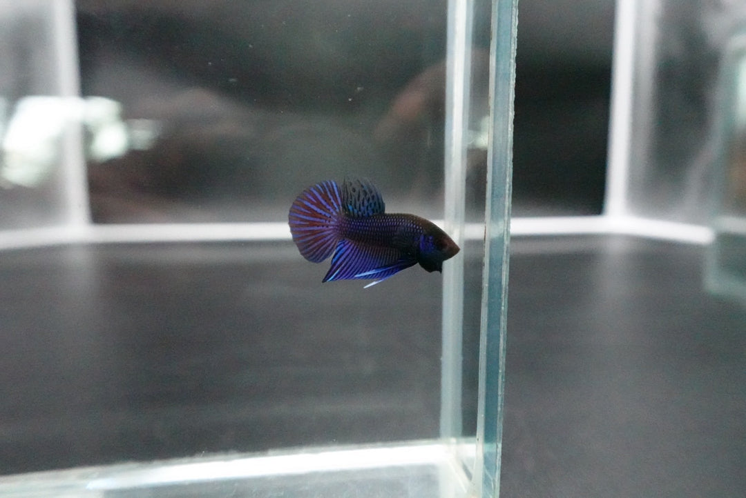 Blue Mahachaiensis Betta - Thailand Wild Betta 