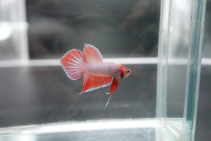 Long Southern Red Benjarong Crimson Cheek Wild Betta Fish - Kingdom of Thailand (Male)