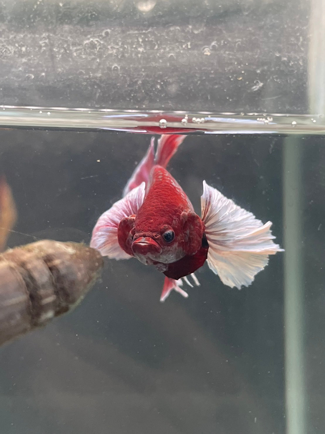 Rare Dumbo Ruby Red Betta Fish