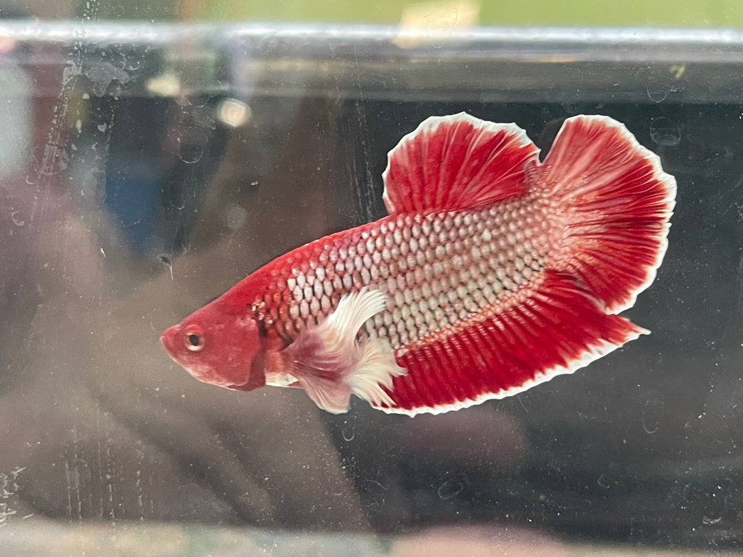 Rare Dumbo Red Betta Fish