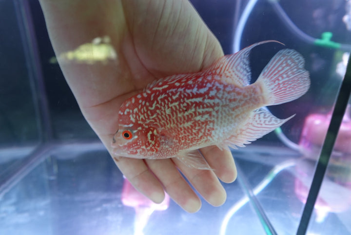 Rare Kamfa Golden Base Flowerhorn 4 inch