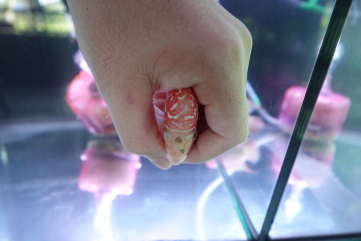 Rare Kamfa Golden Base Flowerhorn 4 inch