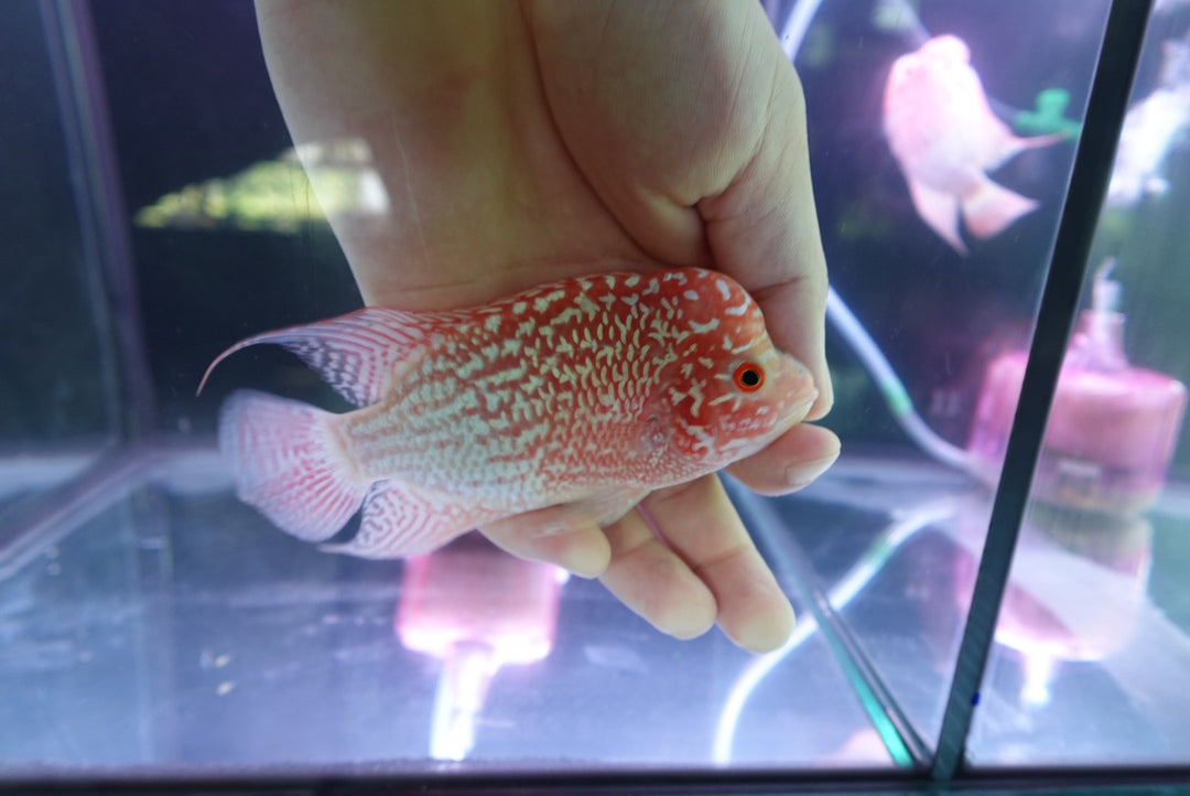Rare Kamfa Golden Base Flowerhorn 4 inch