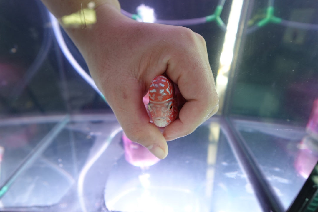 Rare Kamfa Golden Base Flowerhorn 4 inch