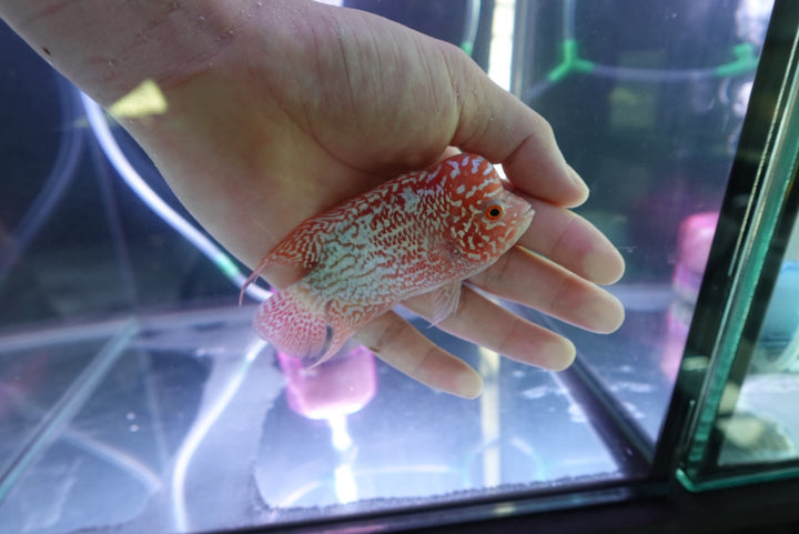 Rare Kamfa Golden Base Flowerhorn 4 inch