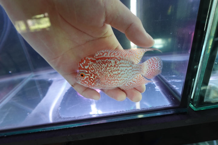 Rare Kamfa Golden Base Flowerhorn 4 inch