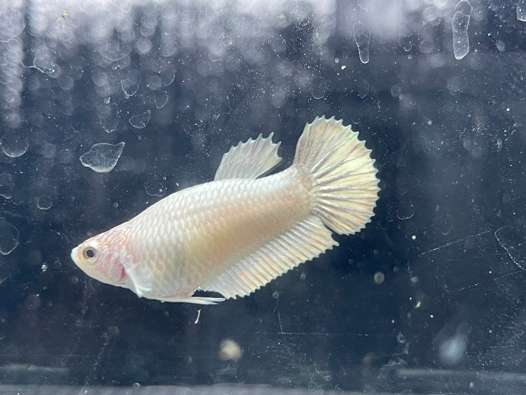 Rare Dumbo White Betta Fish