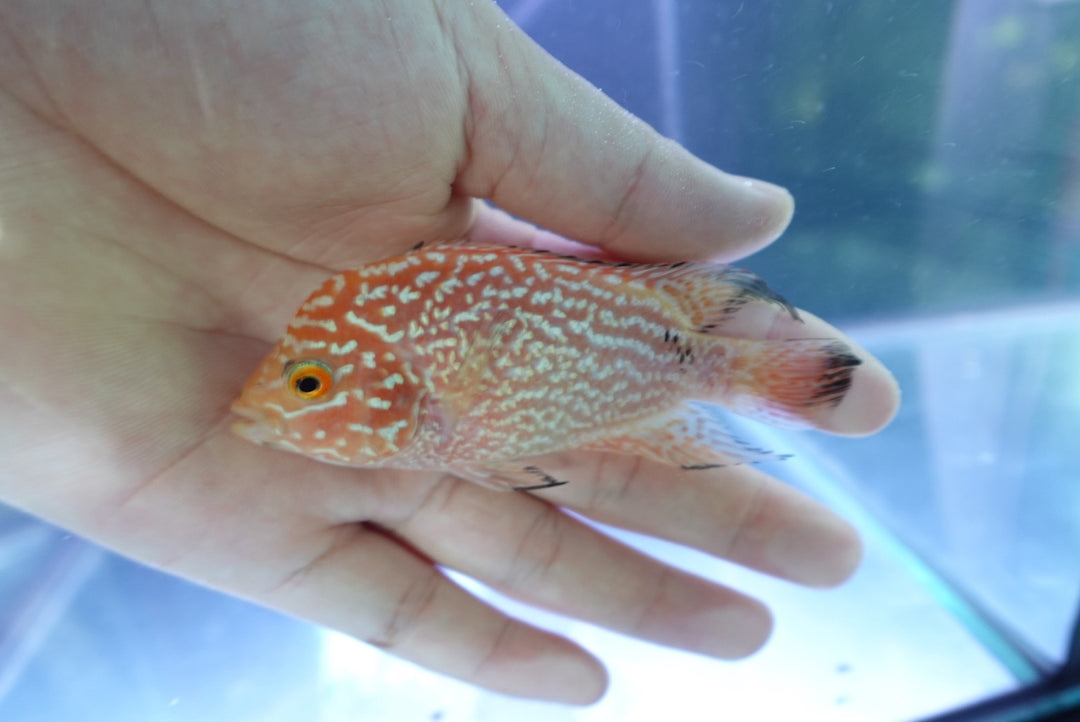 Rare Kamfa Golden Base Flowerhorn 4 inch
