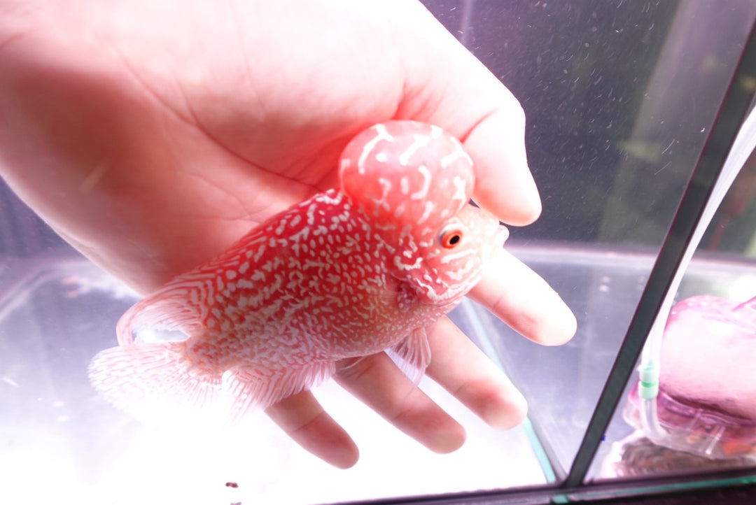 Rare Kamfa Golden Base Flowerhorn 5 inch