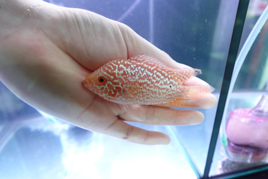 Rare Kamfa Golden Base Flowerhorn 4 inch