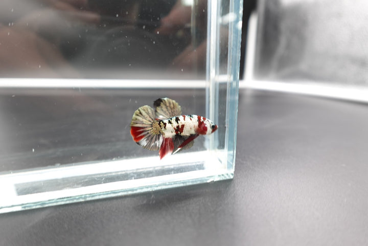 Rare Koi Multicolors Betta Fish (Male)