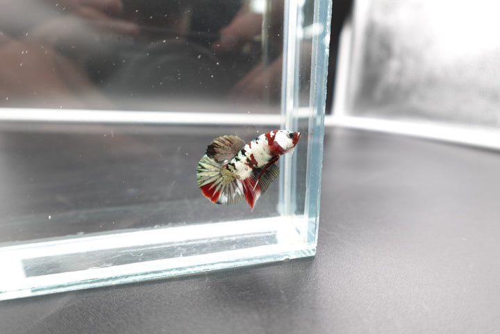 Rare Koi Multicolors Betta Fish (Male)