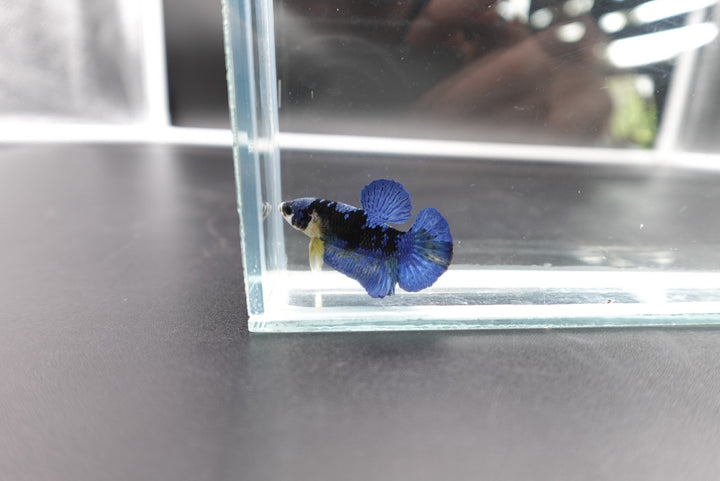 Rare Koi Multicolors Betta Fish (Male)