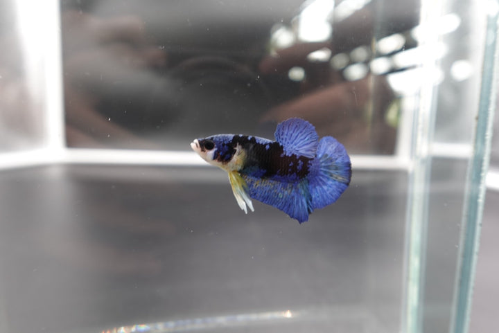 Rare Koi Multicolors Betta Fish (Male)