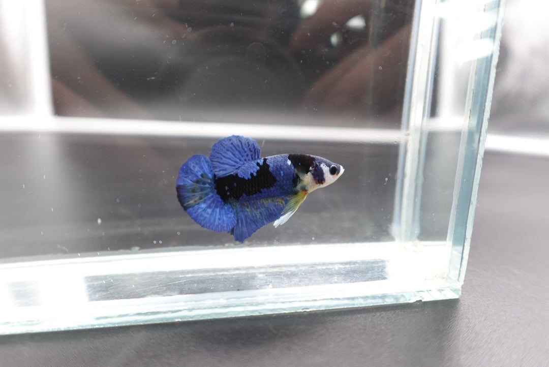 Rare Koi Multicolors Betta Fish (Male)