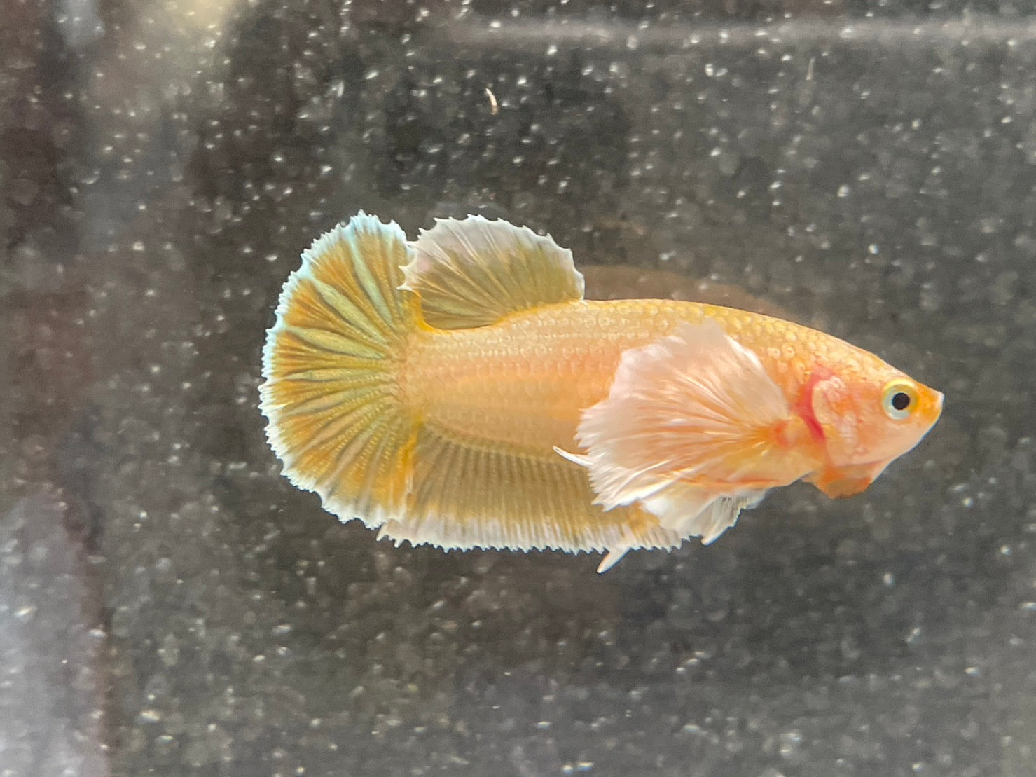 Rare Dumbo Gold Betta Fish