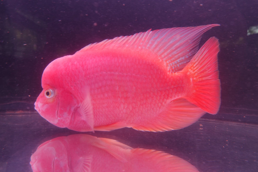 Rare Red Monkey - 6.5 inch