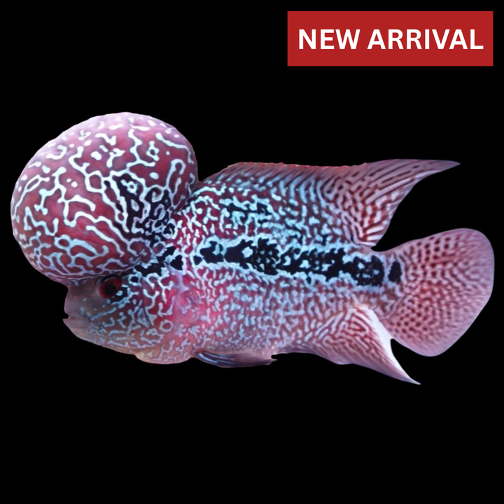 Rare Flowerhorn (F3) - 6 inch