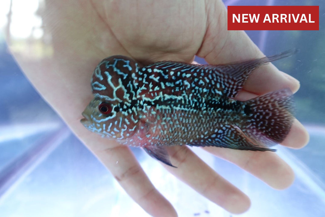 Rare Flowerhorn (F3) - 4 inch