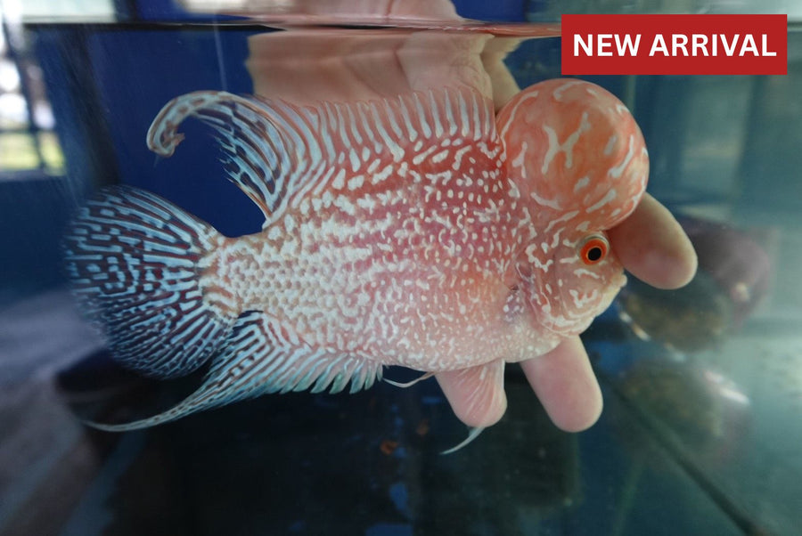 Rare Kamfa Golden Base Flowerhorn 5 inch