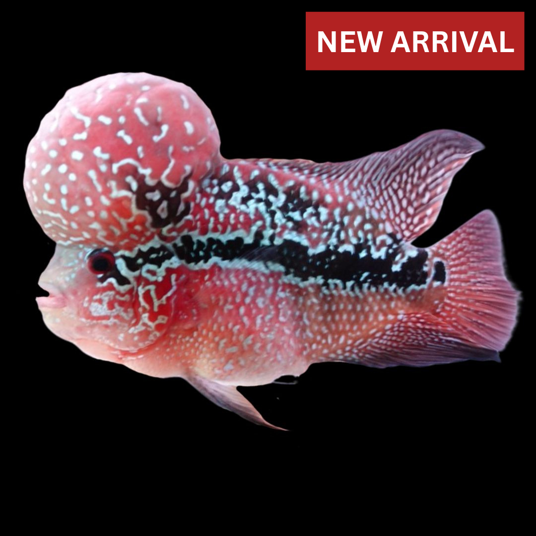 Rare Flowerhorn Two Tone (F3) - 6 inch