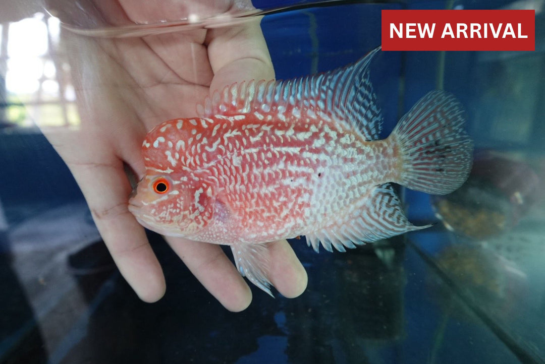 Rare Kamfa Golden Base Flowerhorn 4 inch