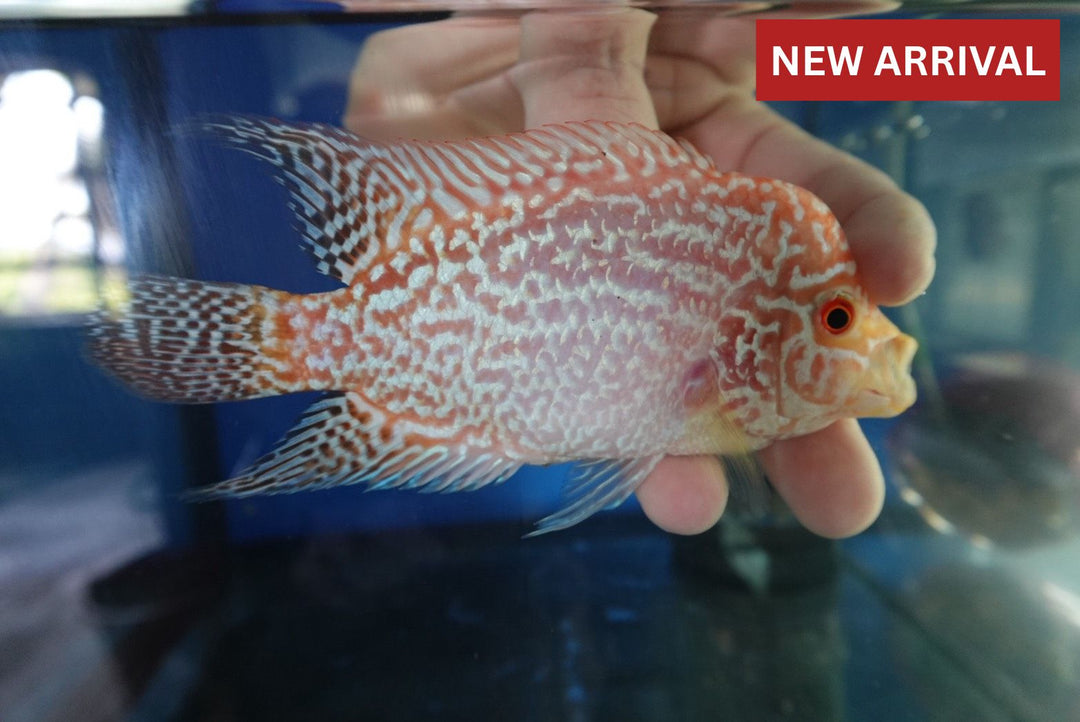Rare Kamfa Golden Base Flowerhorn 4 inch