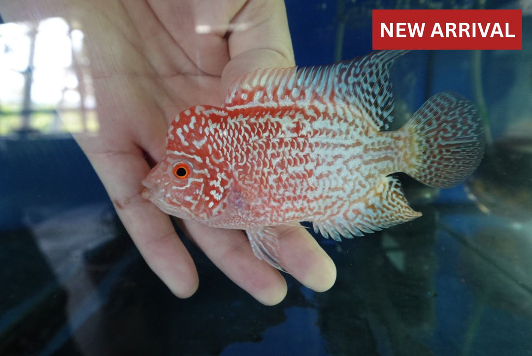 Rare Kamfa Golden Base Flowerhorn 4 inch