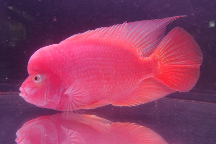 Rare Red Monkey - 6.5 inch