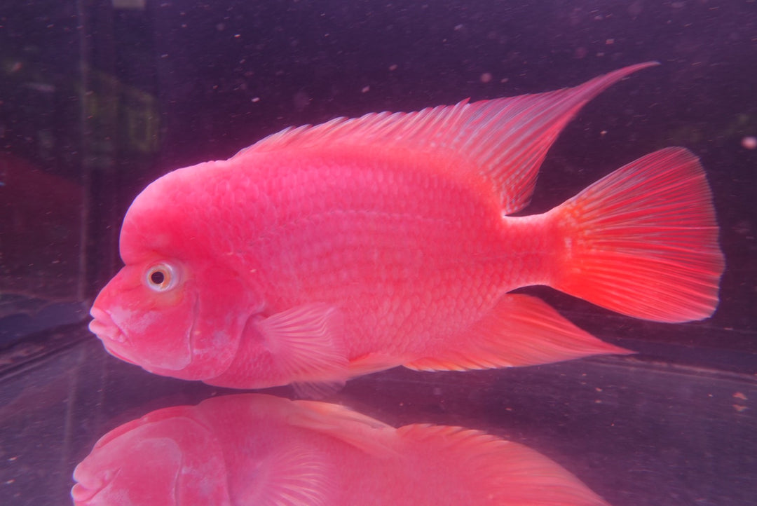 Rare Red Monkey - 6.5 inch