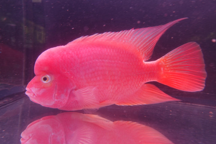 Rare Red Monkey - 6.5 inch