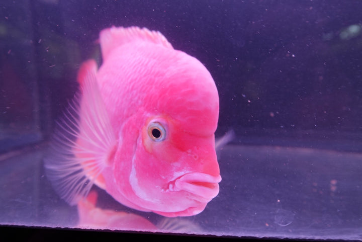 Rare Red Monkey - 6.5 inch