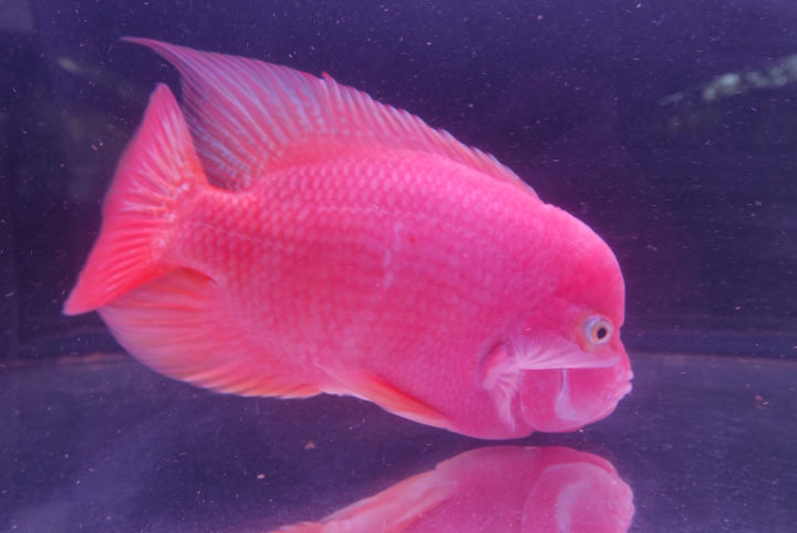 Rare Red Monkey - 6.5 inch