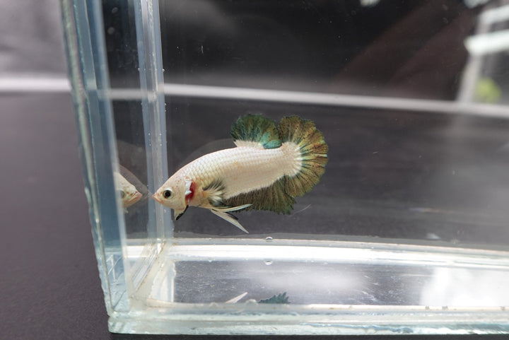 Competition grade - Copper Marble Betta Fish (MALE)