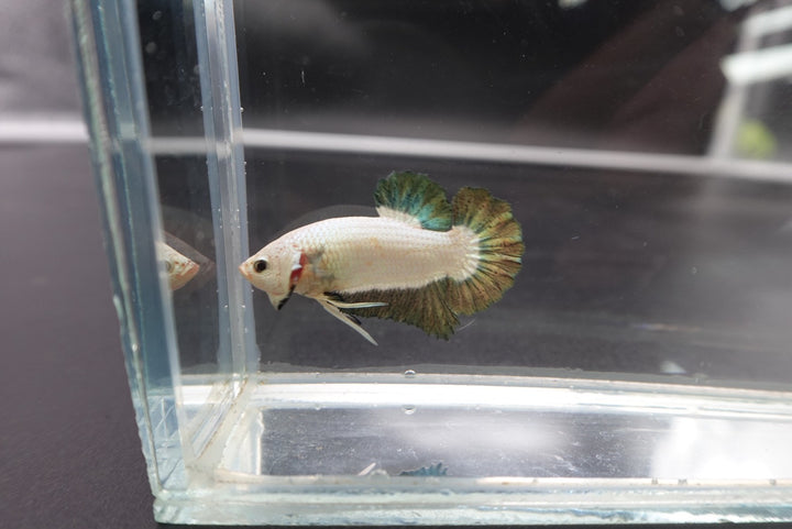Competition grade - Copper Marble Betta Fish (MALE)