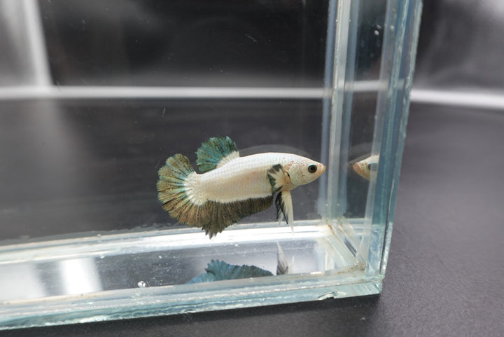 Competition grade - Copper Marble Betta Fish (MALE)