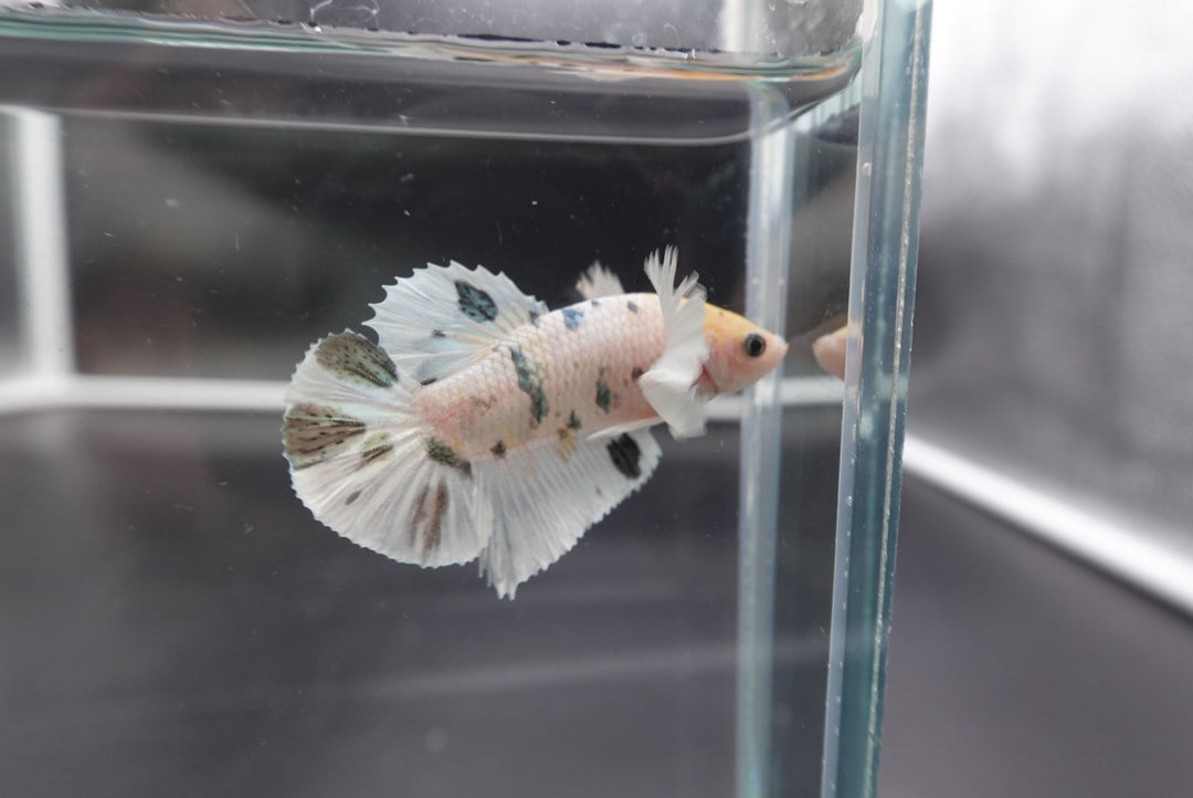 Rare Dumbo Koi Betta Fish