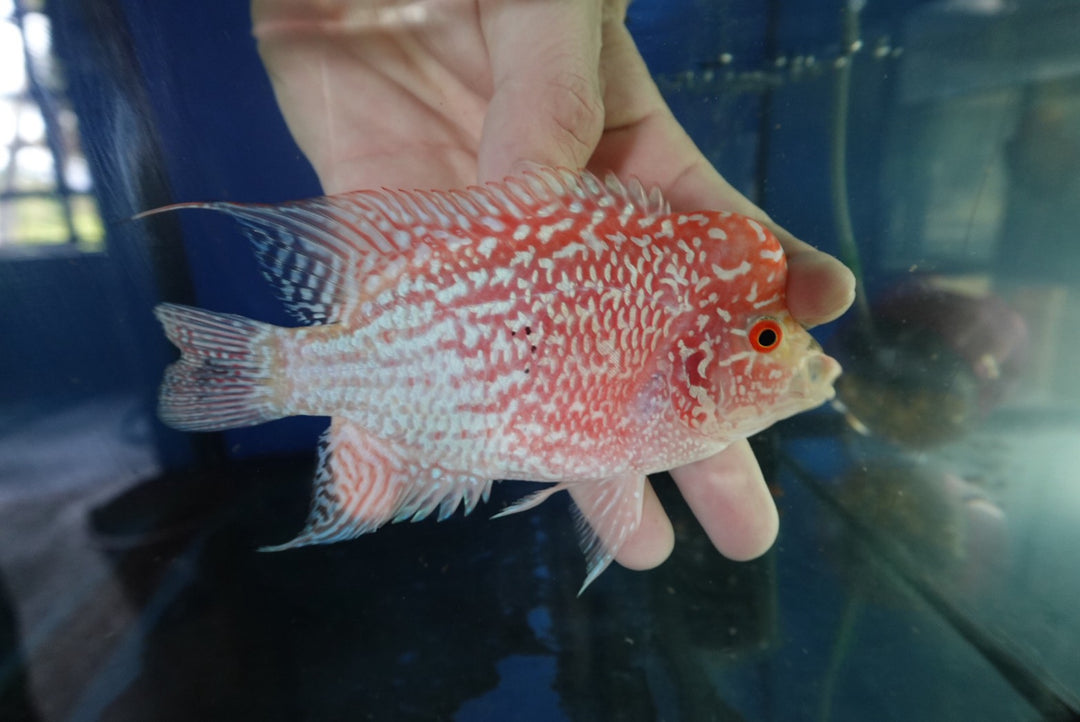 Rare Kamfa Golden Base Flowerhorn 4 inch